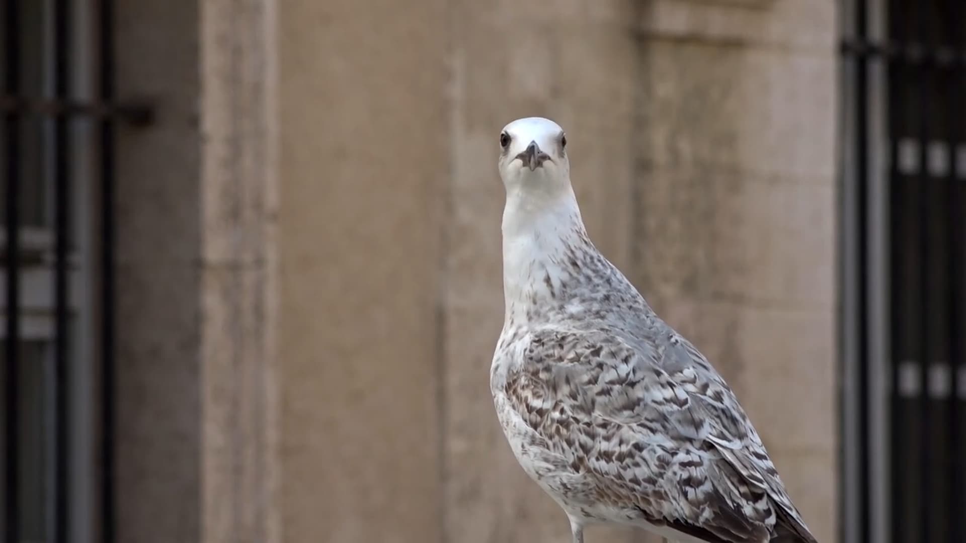 GABIAN : ESPÈCE MENAÇANTE ? - Image 2