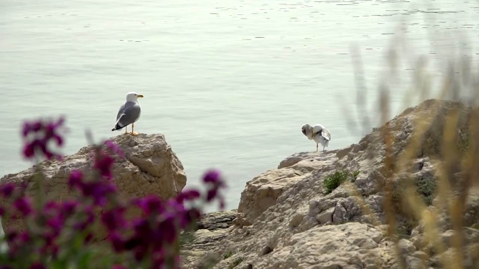 GABIAN : ESPÈCE MENAÇANTE ? - Image 4