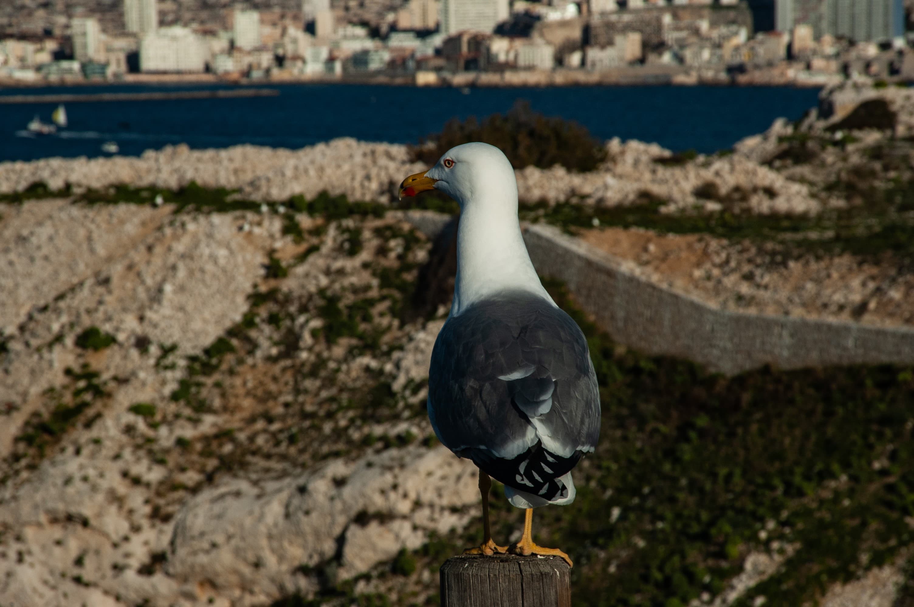 GABIAN : ESPÈCE MENAÇANTE ?